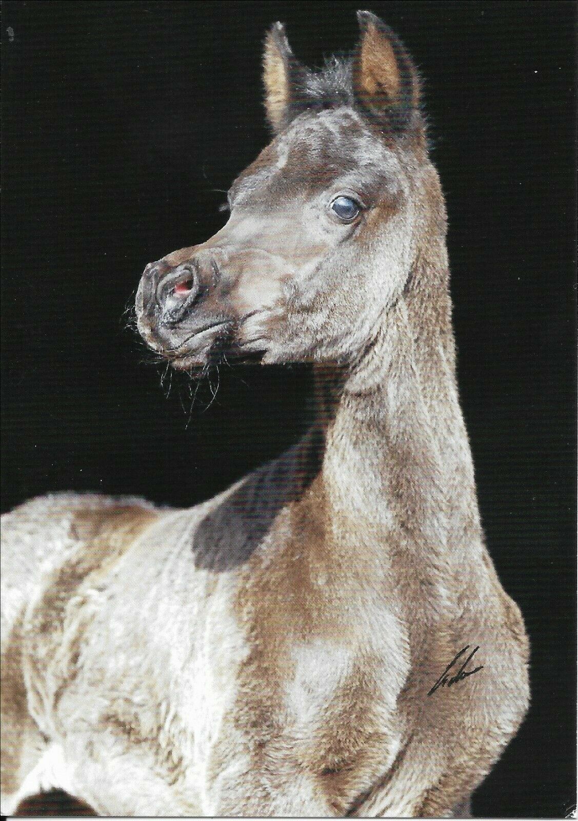 Arabian Horse Foal, Gr Faidah, Postcard