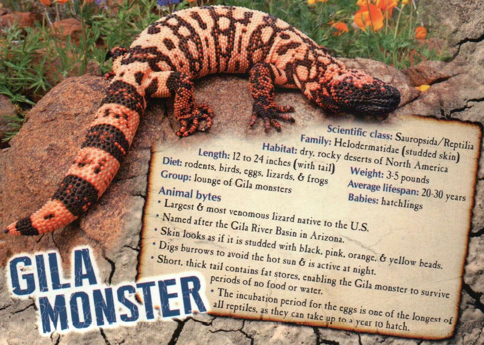 Gila Monster, Desert Reptile North America, Info --- Animal Information Postcard