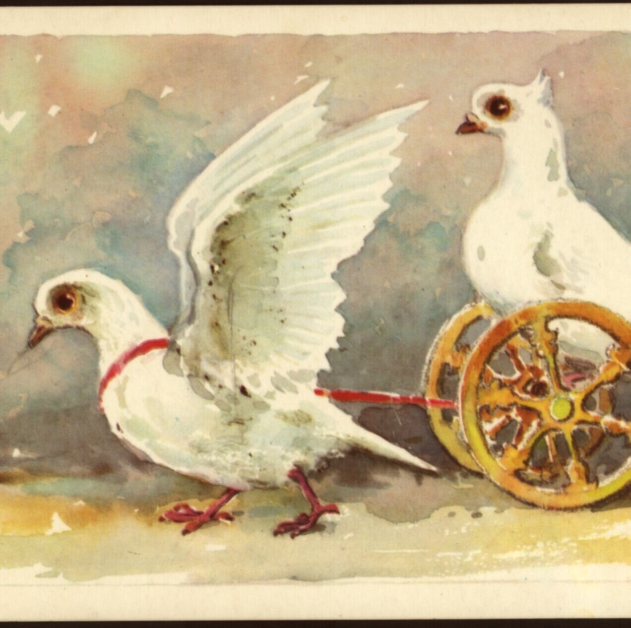 Scarce...! Circus Performing Birds,doves,pigeons,russian Vintage Postcard