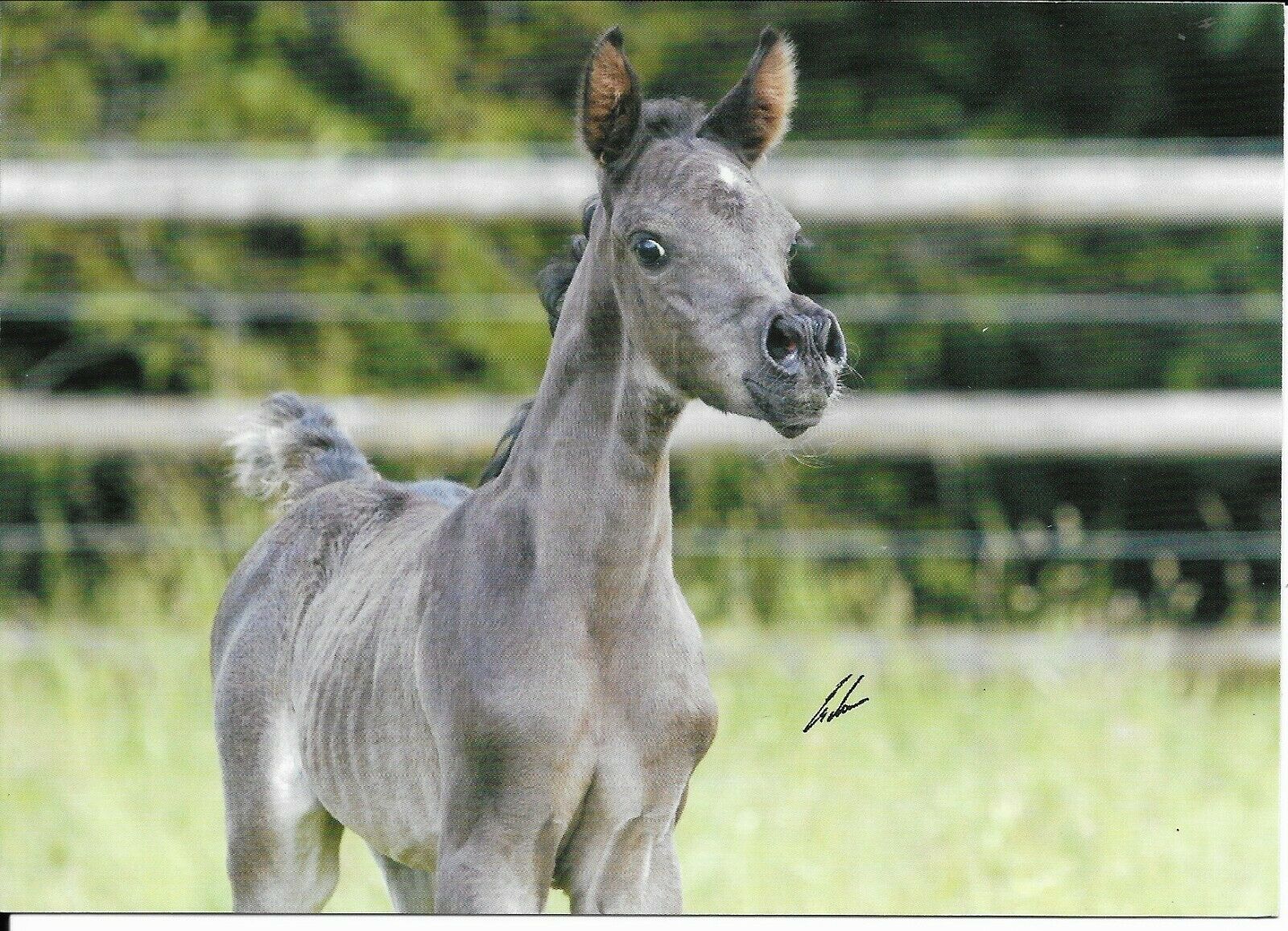 Arabian Horse Foal, Br Nawal, Postcard