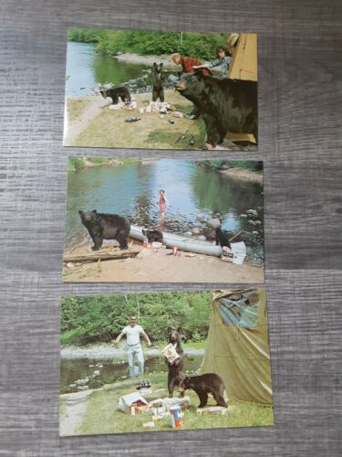 Chrome Era Vintage Postcards Bears At Campsite Unposted Set Of Three