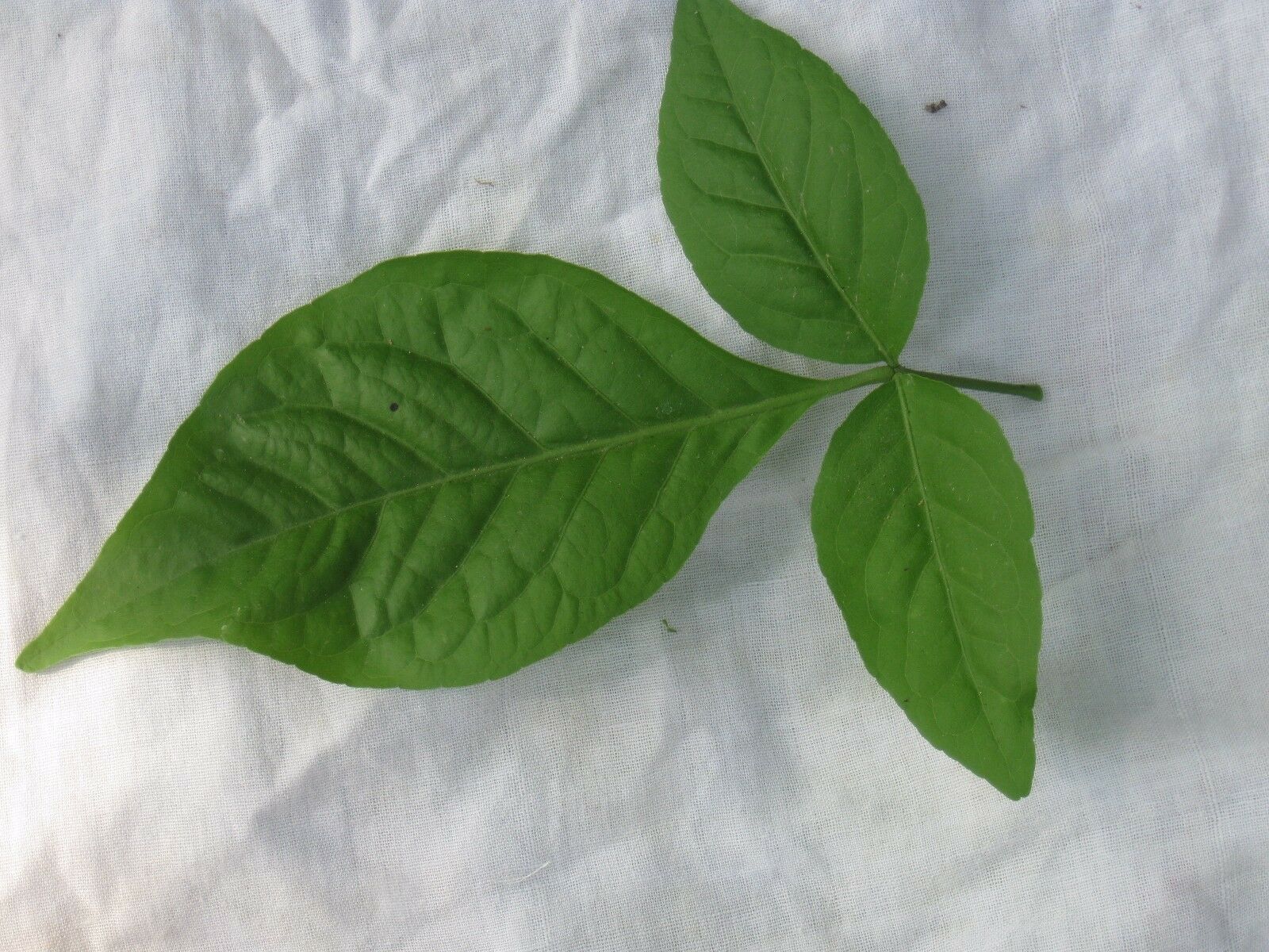 Indian Bael Leaves 30 Ct Fresh Picked By Order Bael Patra Leaf Puja Pooja