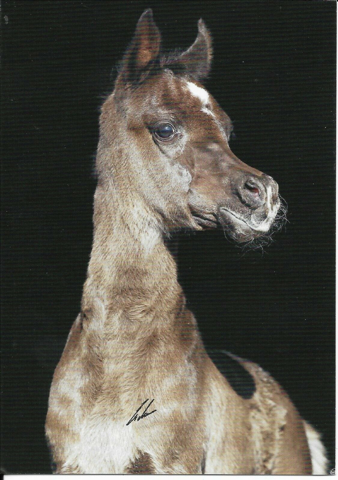 Arabian Horse Foal, Gr Shakirah, Postcard