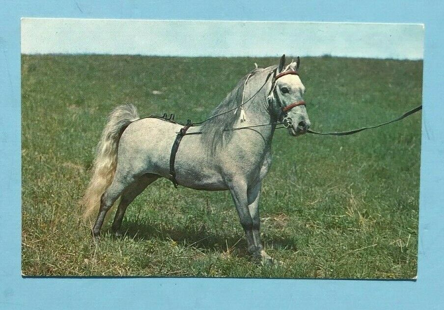 Mini Horse Postcard